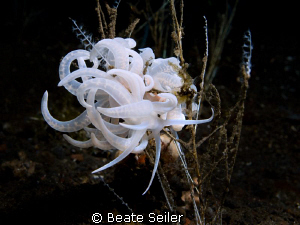 Solar powerd nudi (Phyllodesmium iriomotense) , taken wit... by Beate Seiler 